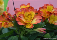 This is their Alstroemeria for in the garden. It's a really ourdoorplant, for now it's still just a number (PB1506).